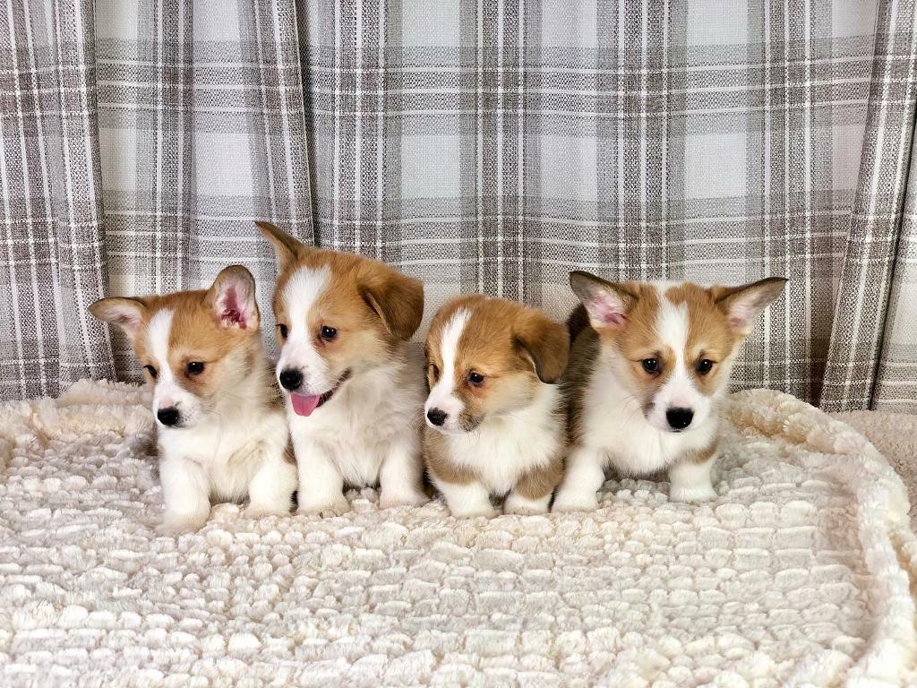 jack russell puppy biting